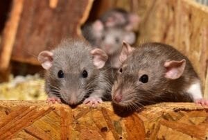 grey rats nibbling wood
