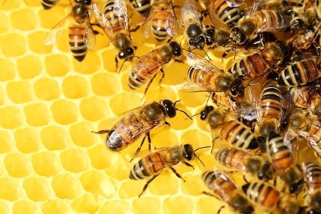Why Vegans don't eat honey