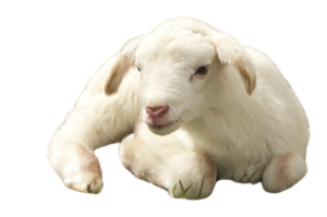 is wool humane? image of a lamb