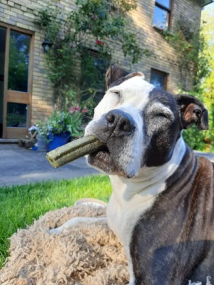 bella eating a chew