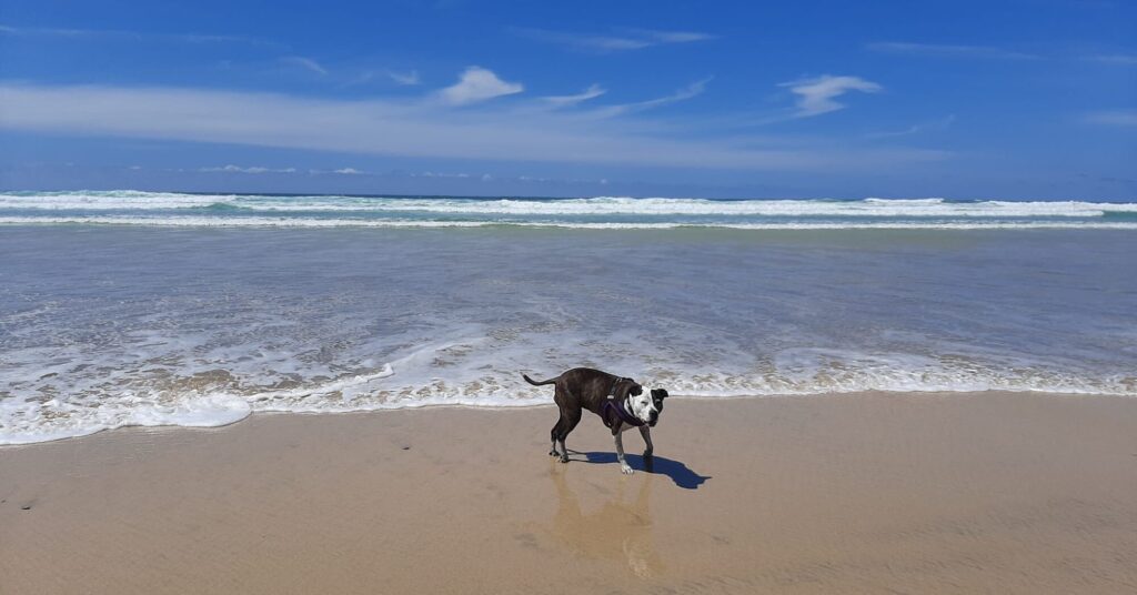 Bella on the beach