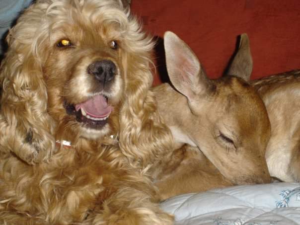 dog and a deer on a bed