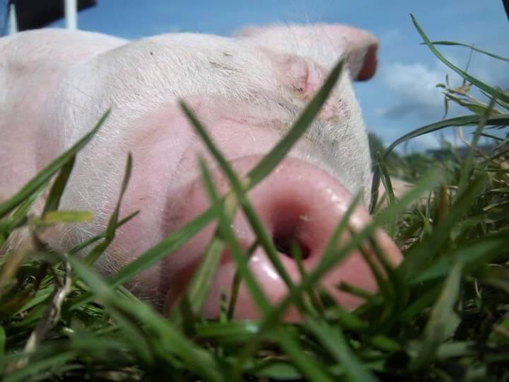 piggy in the grass