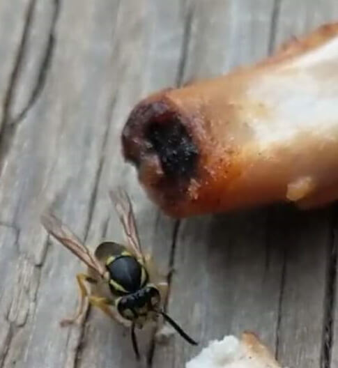 a single wasp eating