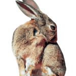 Rabbit-hare